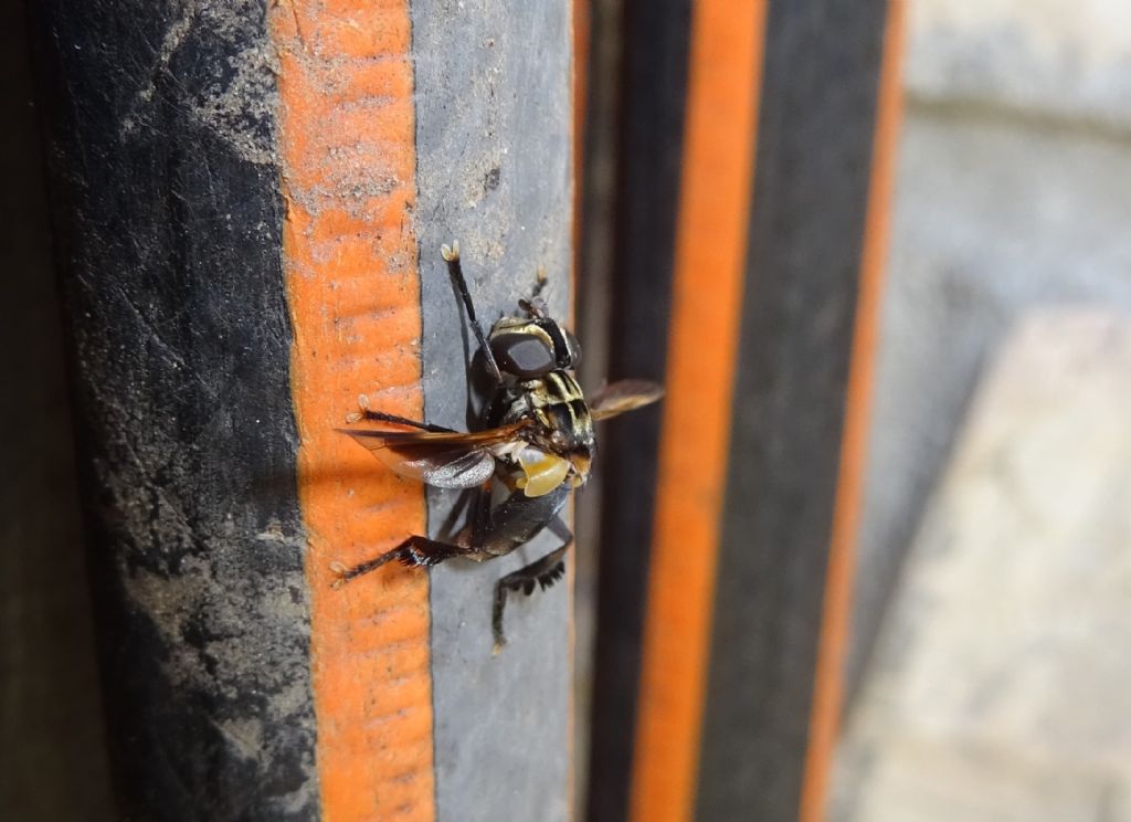 Tachinidae: Trichopoda (Galactomyia) pictipennis